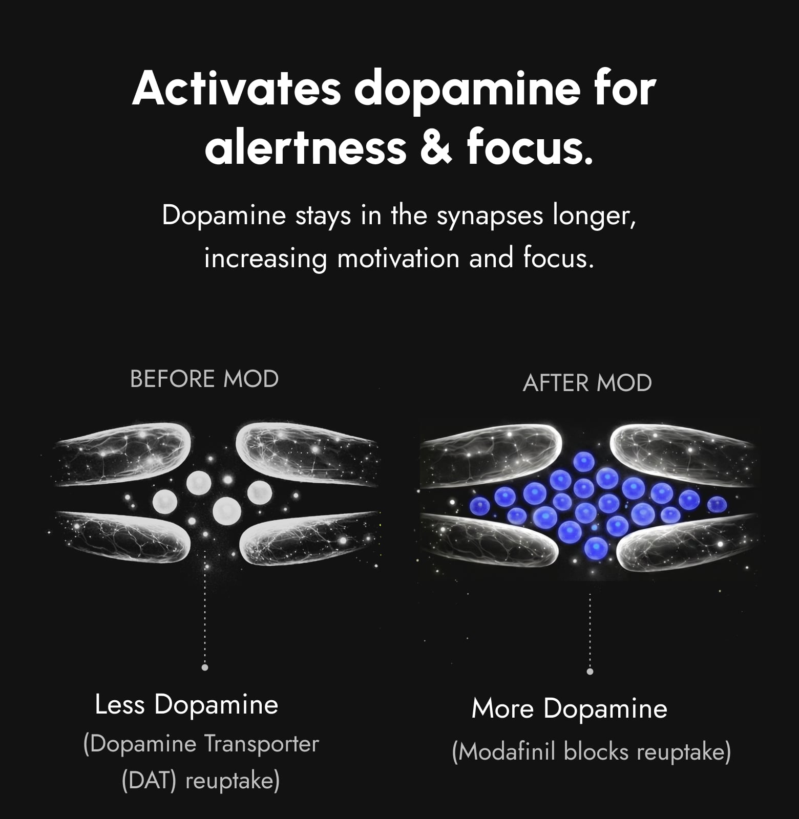 MOD ALERT helps maintain dopamine activity associated with prolonged alertness and mental performance
