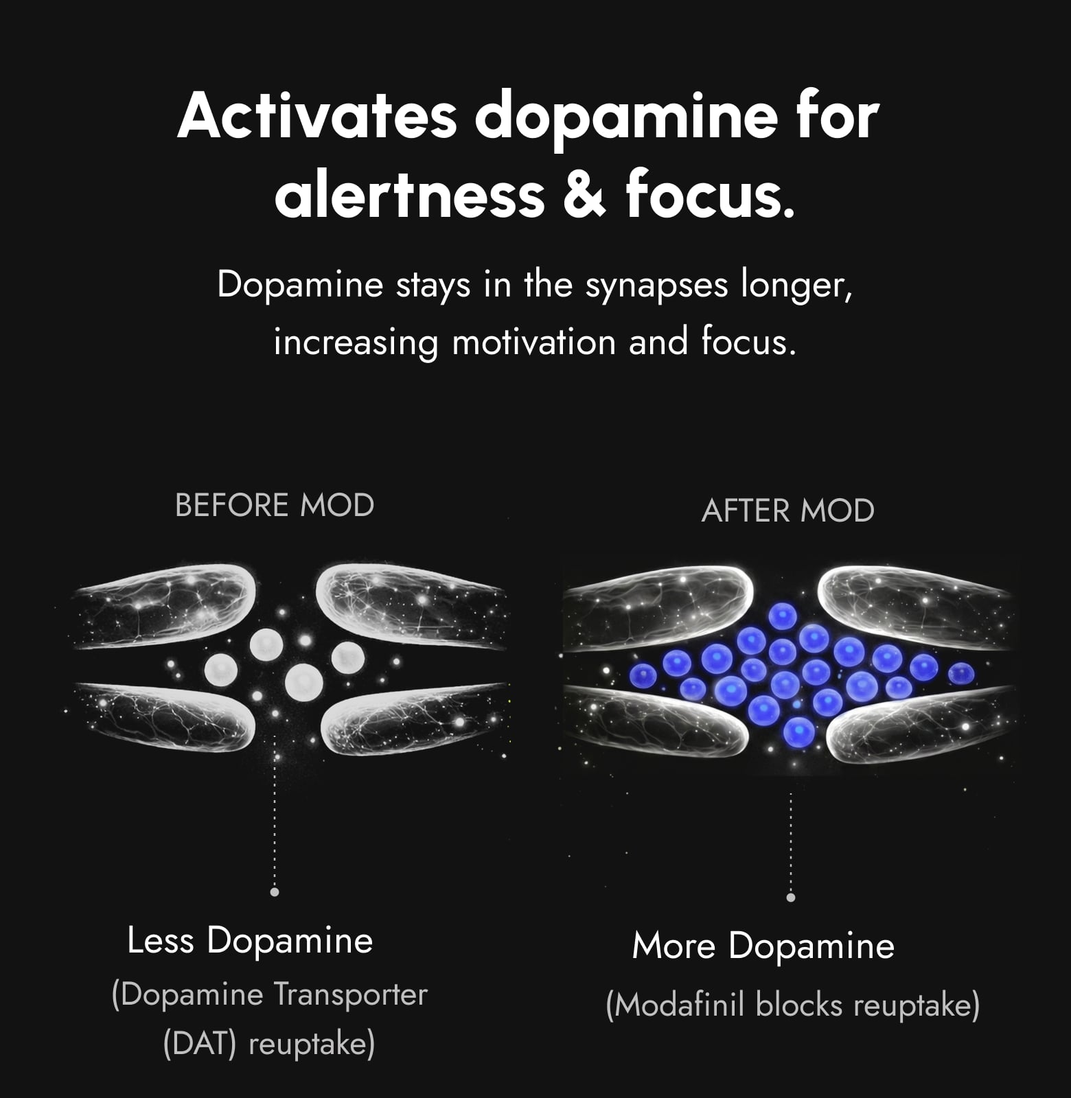 MOD ALERT helps maintain dopamine activity associated with prolonged alertness and mental performance
